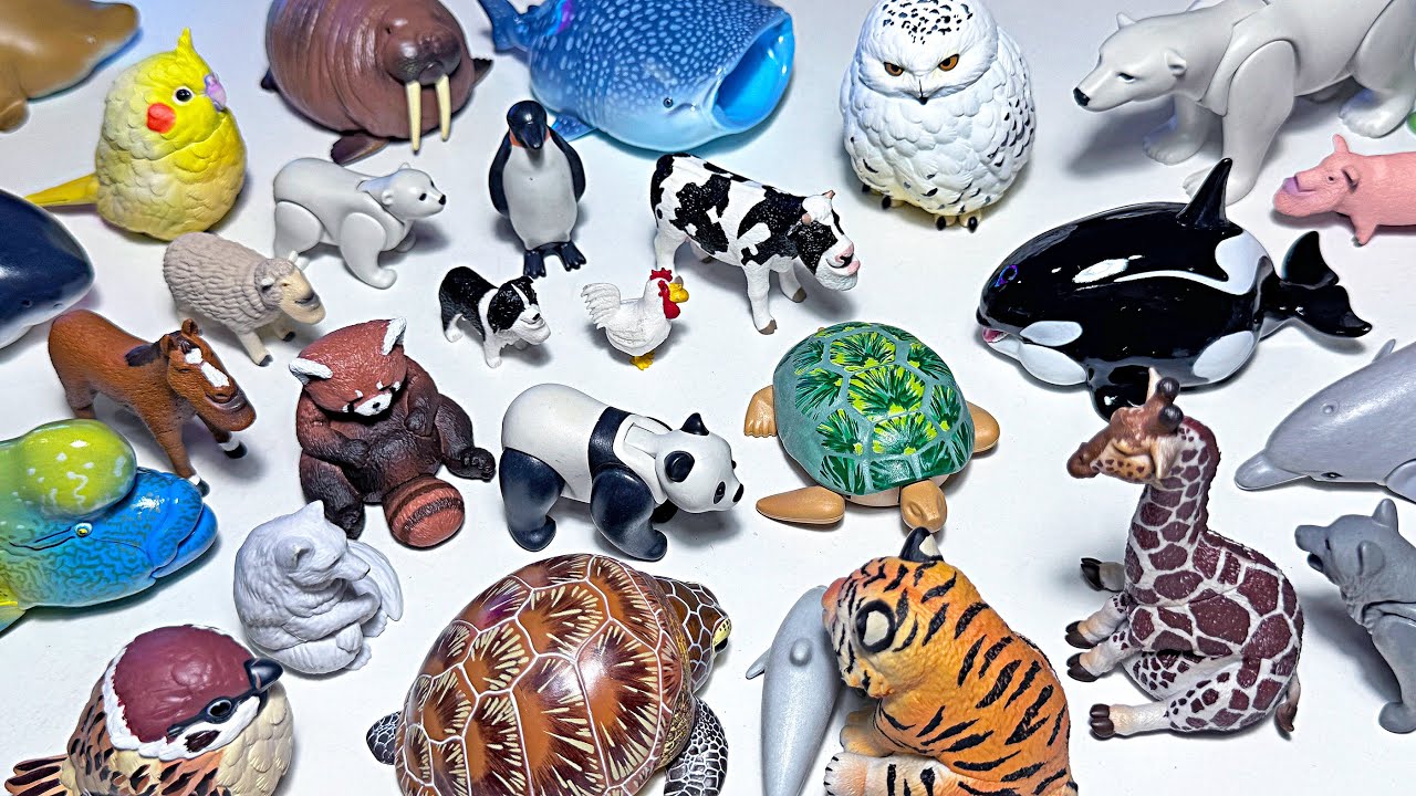 Sea Animals, Wild Animals, Shark, Whale, Dolphin, Orca, Seal, Polar Bear, Tiger, Lion, Sparrow, Cow