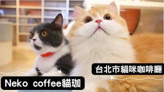 鄰近台北車站，結合日式漫畫喫茶店的貓咪咖啡廳！📚｜Neko coffee 貓珈 台北市中正區