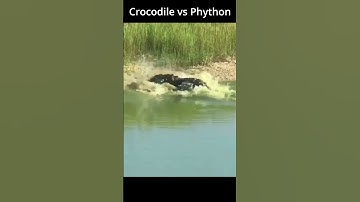 Crocodile vs Python