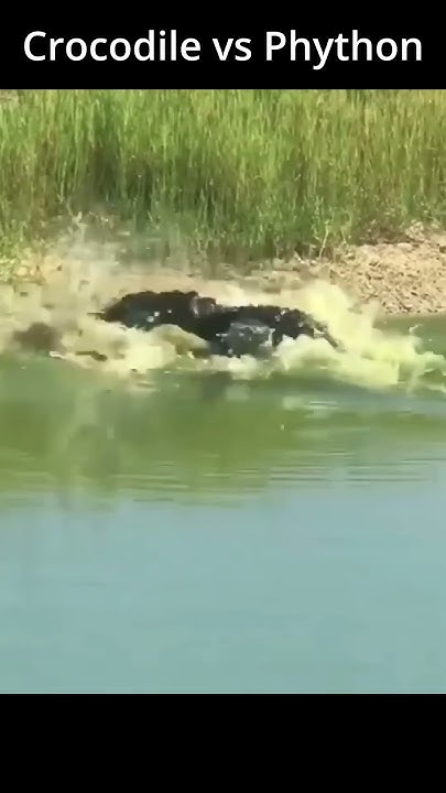 Crocodile vs Python - YouTube