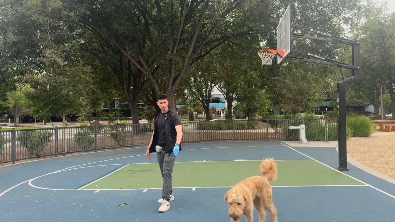 Food as rewards in dog training