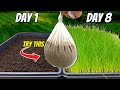 The fastest way to grow grass seed pregermination secrets revealed