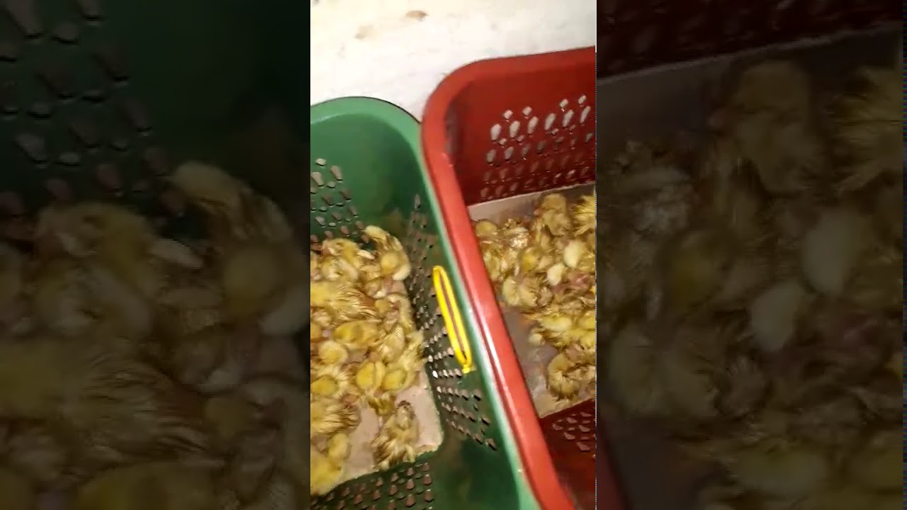 Bibit bebek baru menetas. 100 ekor 