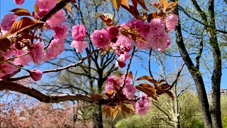 NYC Vlog: Spring in Central Park