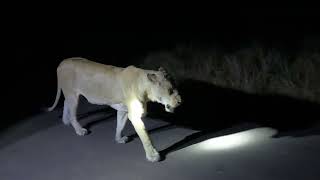 Kruger Night Drive Satara 04/05/2024 by Wildest Kruger Sightings 723 views 2 weeks ago 1 minute, 55 seconds
