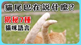 貓咪尾巴翻譯大全揭秘7種貓尾巴意思 #貓咪大學 37 #貓老闆