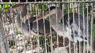 Burung Bangau Kelabu/Cangak Abu