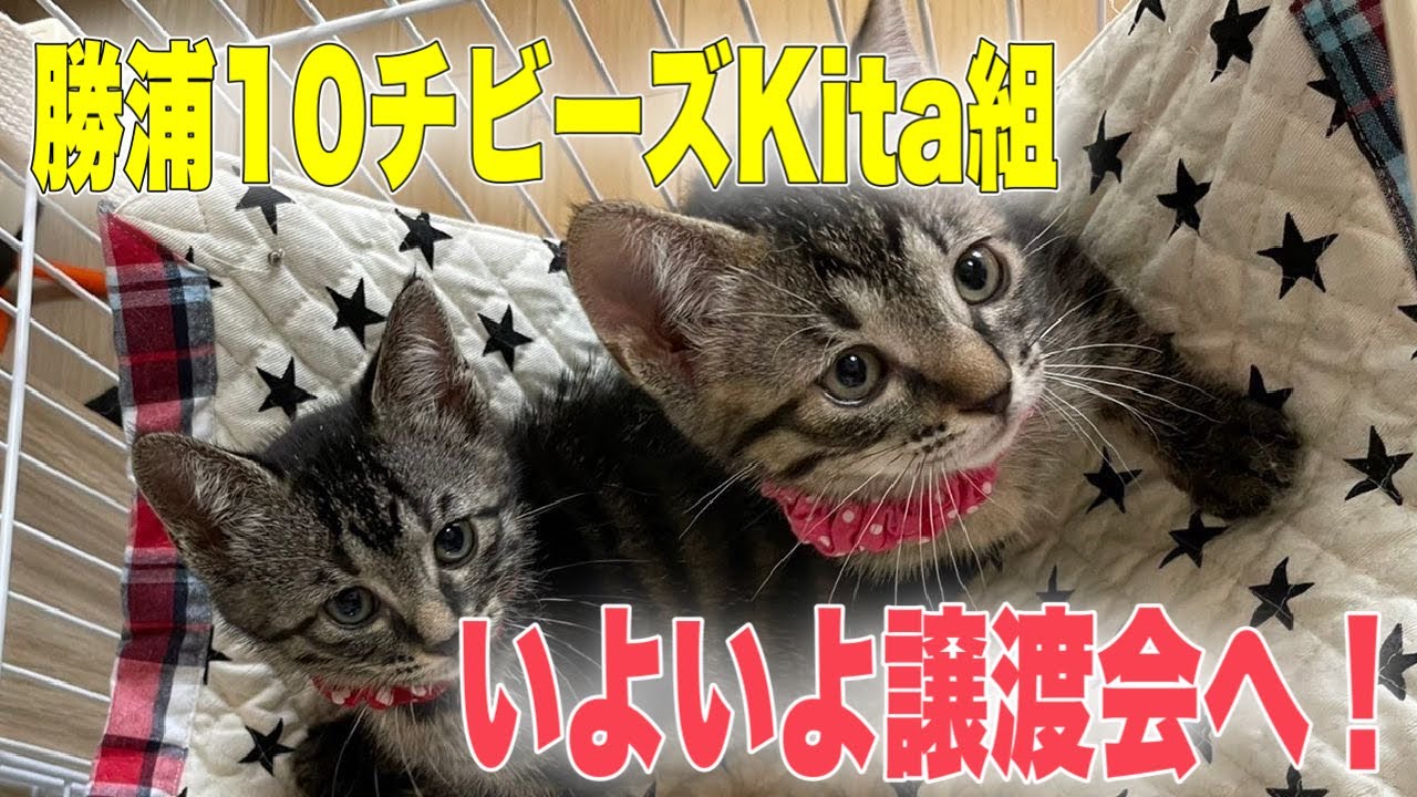 いよいよ譲渡会へGo！勝浦チビーズかわいいキジトラ双子姉妹【2