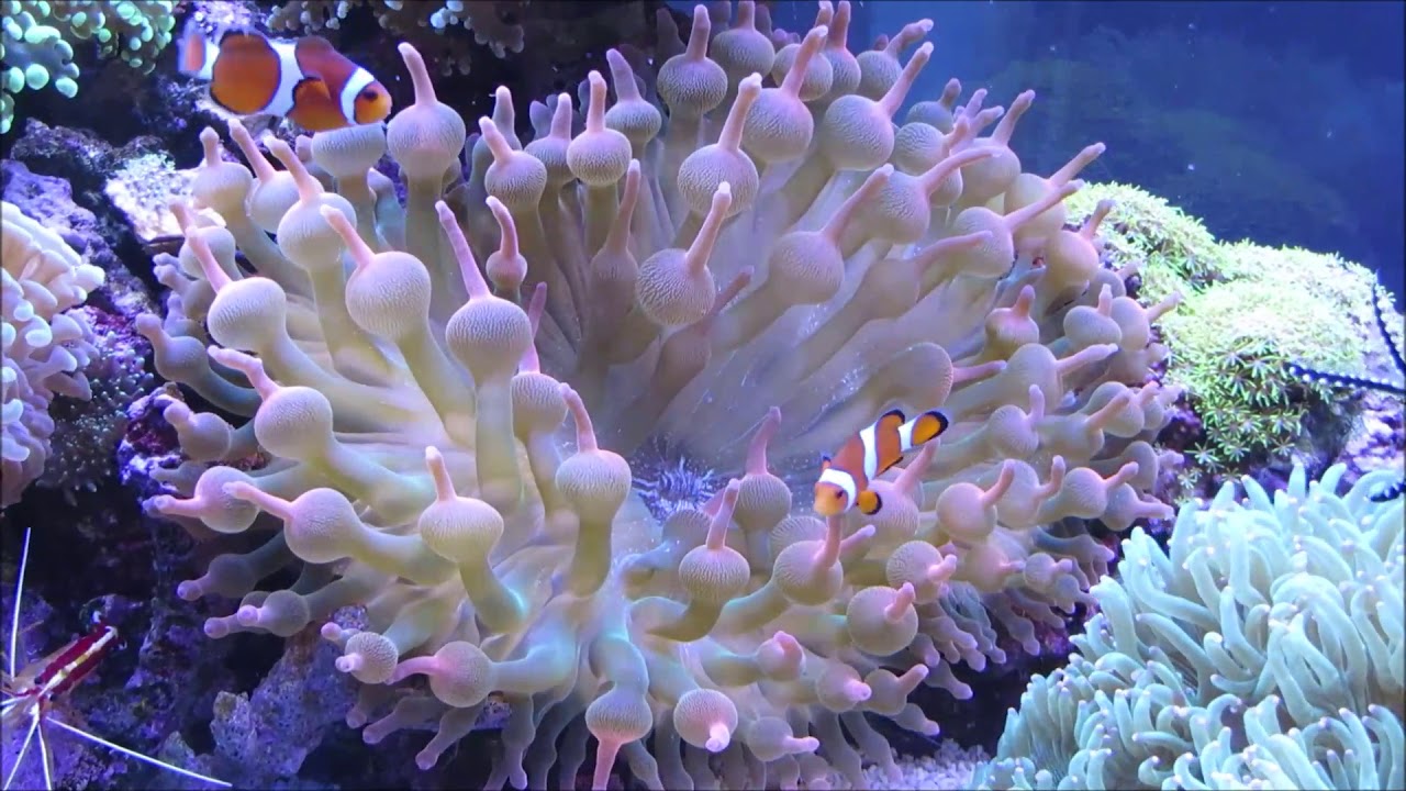 琥珀海水魚特集～スーパーレッドサンゴイギンチャク編(^_-)-☆ - YouTube