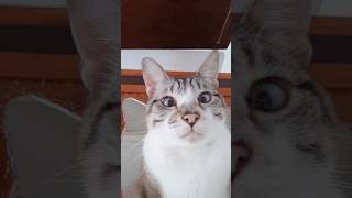 Olha a saúde mental da humana. #cat #pets #humor