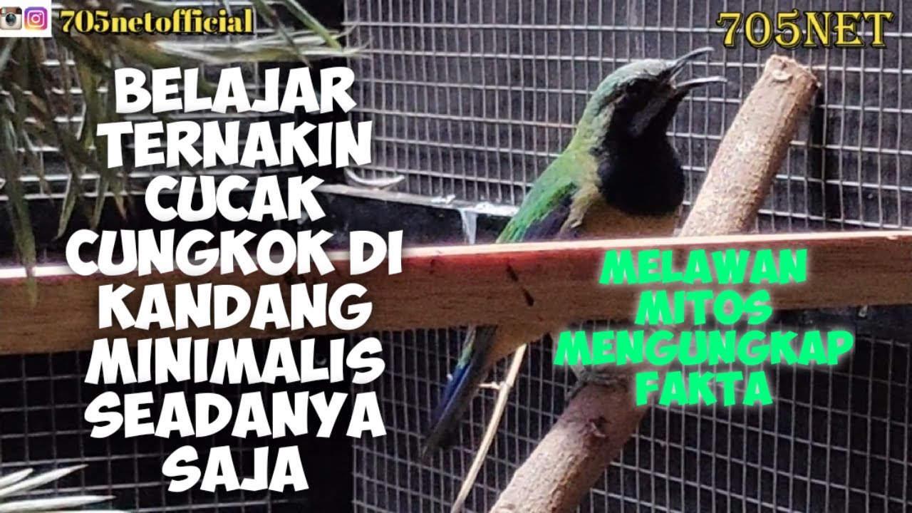 Belajar Ternak Cucak Cungkok Biar Makin Serem 