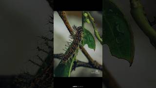 ......... (dirphia dolosa) #Lr #caterpillar #caterpillartobutterfly #Butterfly #srilanka #nature