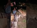 கழுதைப்புலியுடன் திகிலூட்டும் அனுபவம் | Feeding hyena