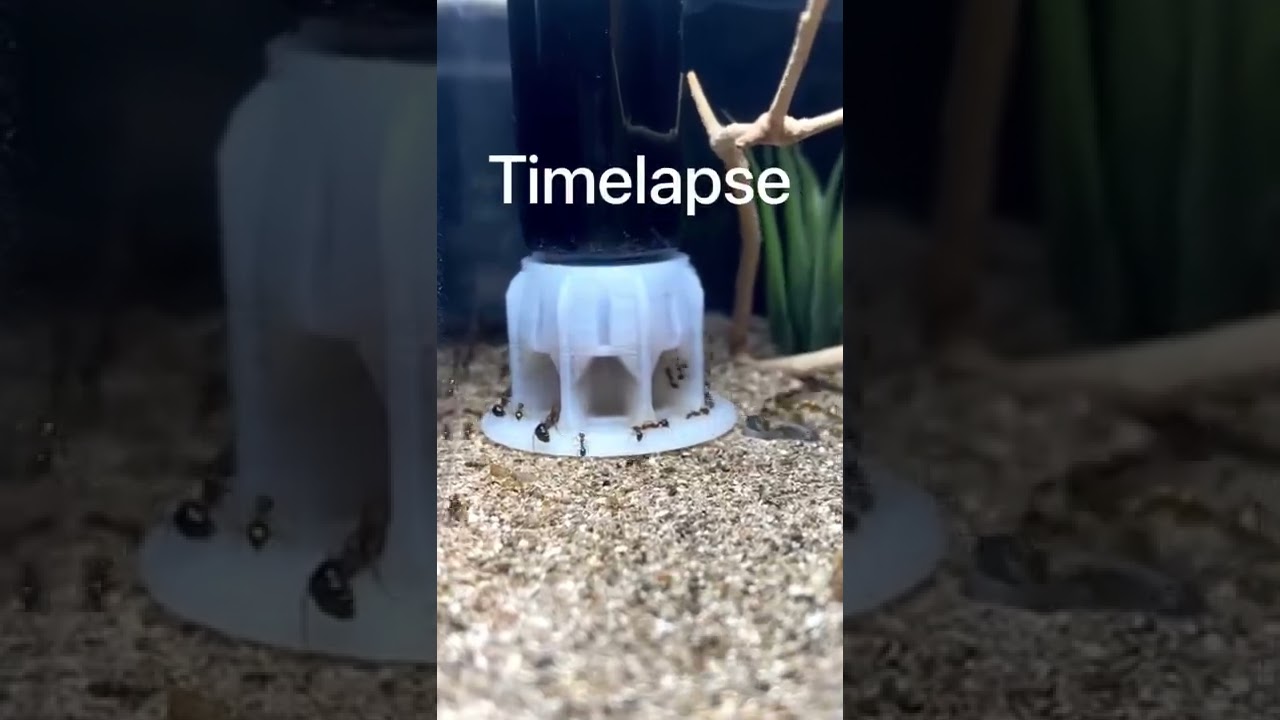 Feeding My Fire Ants Purple Ant Nectar