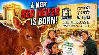 A New Red Heifer is Born in Israel
