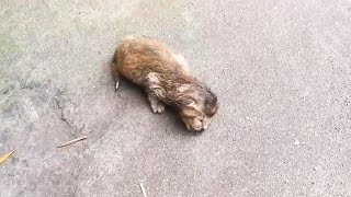 A lost stray kitten fell to the ground crying loudly, his mother was missing...