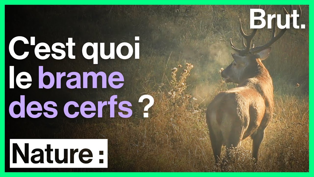 Vidéo] Un grand cerf un peu trop pressé de s'accoupler - Chasse