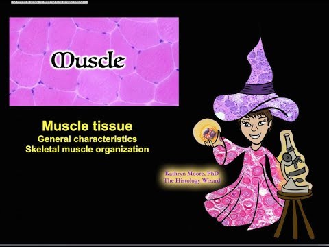 Muscle Tissue: General Characteristics and Skeletal Muscle - YouTube