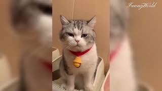 Funny Animal Videos/Cats and Dogs 2024😹🐶 by FunnyWorld 9,009 views 5 months ago 8 minutes, 1 second