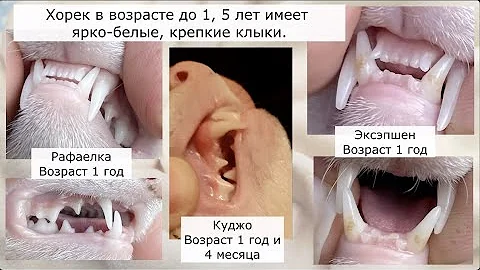 Как определить возраст хорька