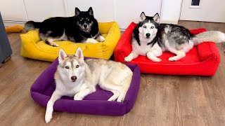 Bought a Bed for Each of My Husky Dogs by North Yuki Husky 20,145 views 2 months ago 2 minutes, 30 seconds