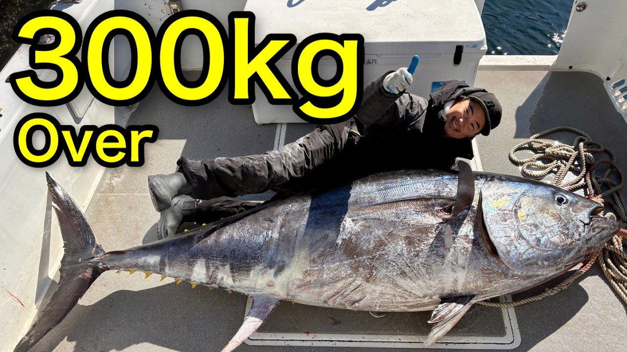 【300kg超】巨大クロマグロ 死闘150分!! by SSボート55ft. Caught a super huge Bluefin Tuna of over 700lb in Japan