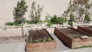 It's a new fall season and i'm sharing what we are planting in our
raised bed garden.