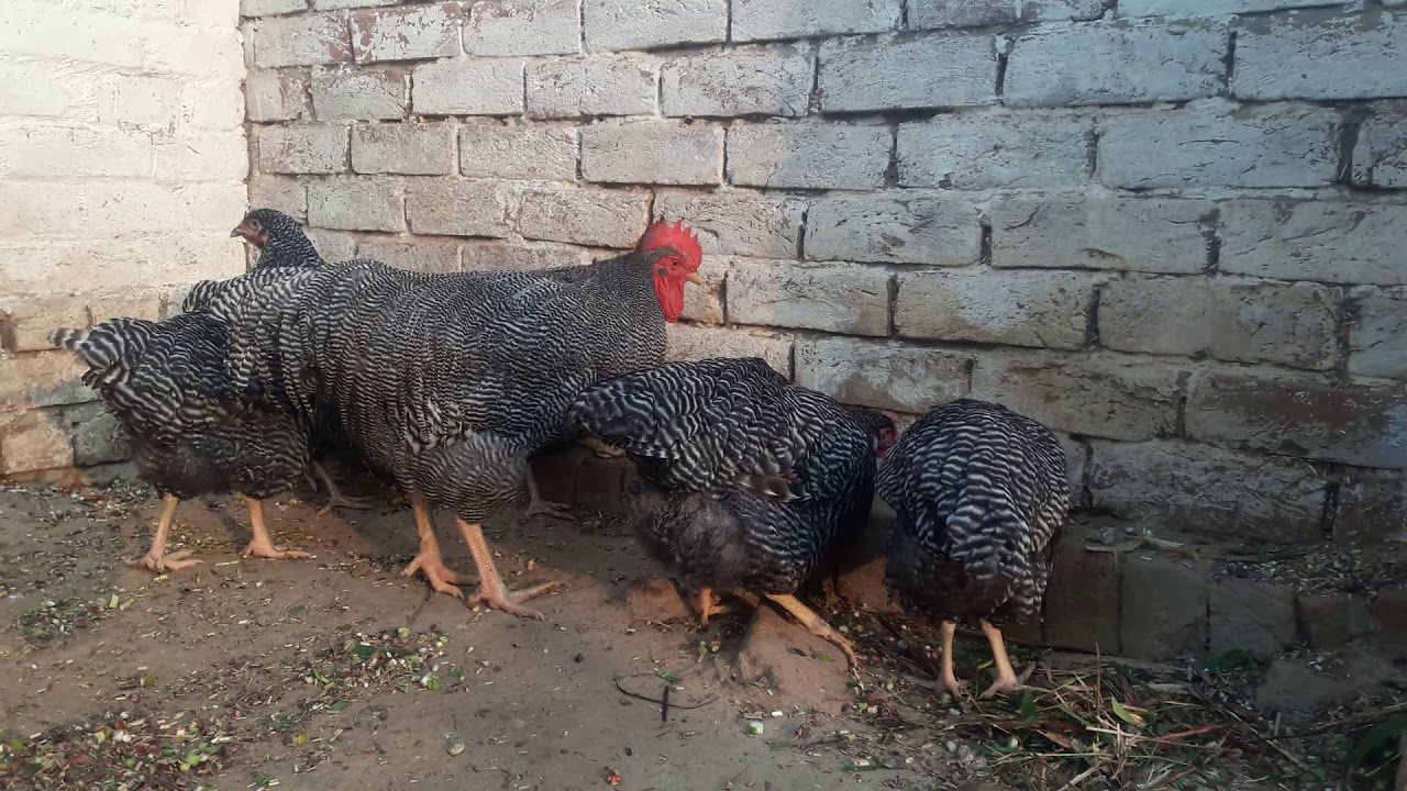 Playmouth rock||Playmouth heritage ||Playmouth in yellow legs