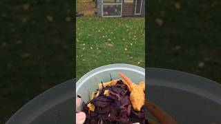 Bring my chickens snacks with me Oct20 25. #chicken #backyardchickens #hens #chickencoop #homestead