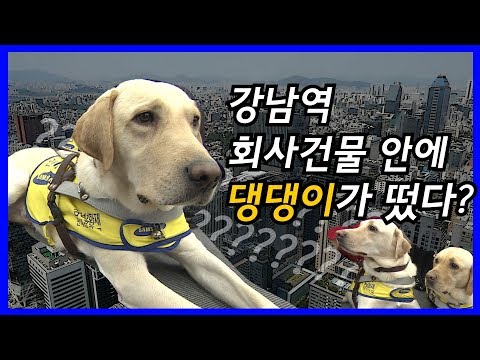 강남역 <strong>회사건물</strong> 안에 댕댕이가 떴다?! [삼성화재 안내견 분양식]