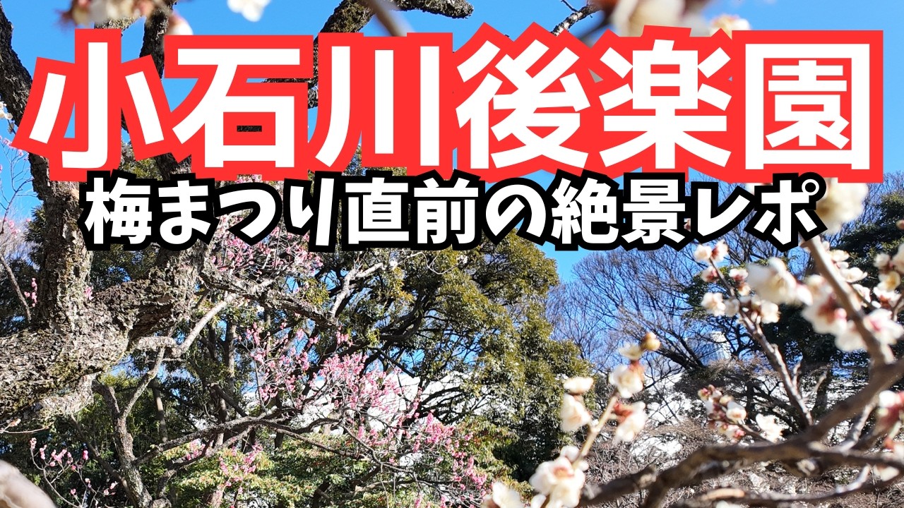 【後楽園すぐ】小石川後楽園｜梅はもう見頃？梅まつり直前レポ｜週末行くなら