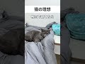 #猫 #ねこ #cat #猫好きさんと繋がりたい #猫のいる暮らし
