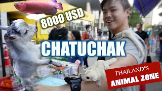 Unveiling Thailand's Mega Market: Chatuchak's Pet Zone