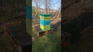 Just checking on the bees