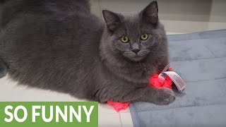 Cat caught on camera stealing owner's underwear