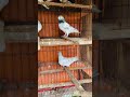 Bangladeshi racing gribaz pigeon