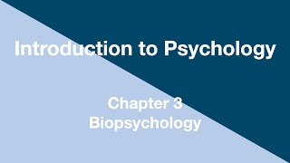 Introduction to Psychology - Chapter 3 - Biopsychology screenshot 1