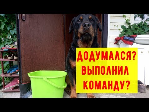 РОТВЕЙЛЕР ДОДУМАЛСЯ?ИЛИ ВЫПОЛНИЛ КОМАНДУ?дрессировка и воспитание ротвейлера.