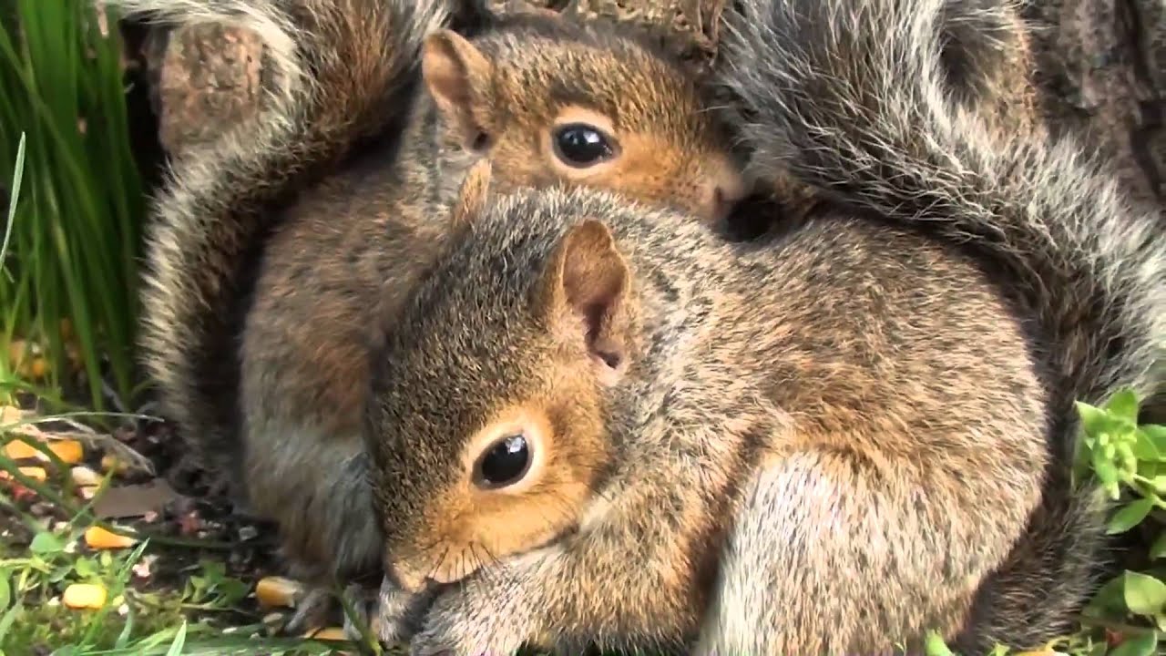 Cute baby squirrel names