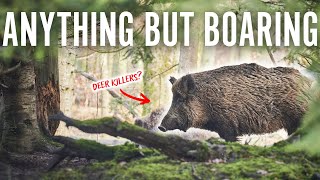 WILD BOAR are saving Britain's woodlands - here's how