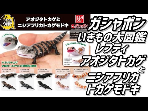 いきもの大図鑑　ニシアフリカトカゲモドキ　ガチャ　コンプリート Amazon | いきもの大図鑑アドバンス ニシアフリカトカゲモドキ