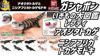 いきもの大図鑑　ニシアフリカトカゲモドキ　ガチャ　コンプリート いきもの大図鑑アドバンス ニシアフリカトカゲモドキ【2023年5月