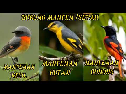 Suara Burung Mantenan / Sepah Durasi Panjang..Gacor