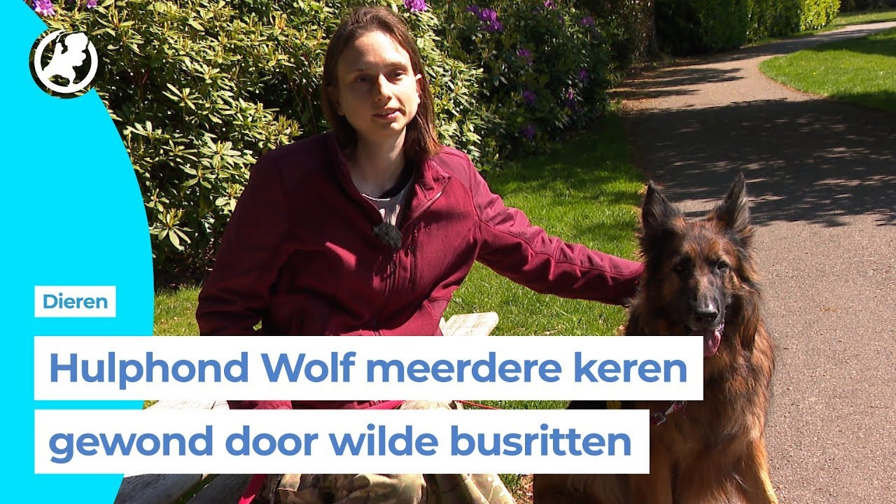 Hulphond getraumatiseerd door OV