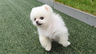 A valiant puppy scared of a bird