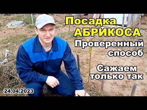 Посадка абрикоса, ПРОВЕРЕННЫЙ способ, у нас сажают только так! | 24 апреля 2023 г.