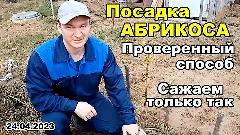 Посадка абрикоса, ПРОВЕРЕННЫЙ способ, у нас сажают только так! | 24 апреля 2023 г.