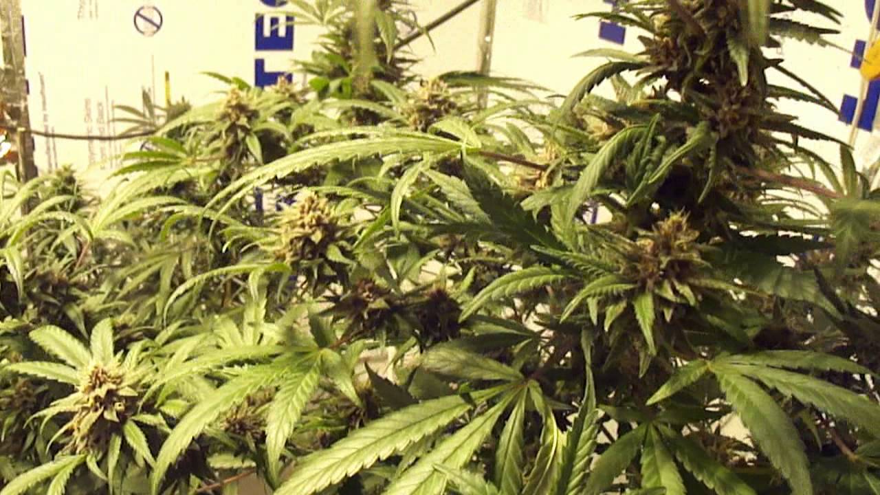 Greenhouse seeds Exodus Cheese/ Chemdog Day 50