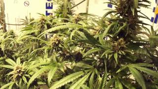 Greenhouse seeds Exodus Cheese/ Chemdog Day 50