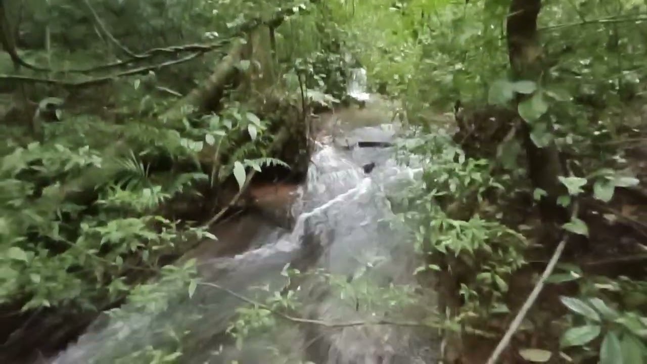 🌿 Relaxamento: Água Corrente de Riacho | Natureza em Paz